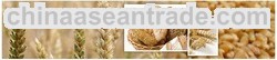 Wheat Grain