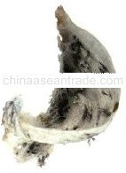 Swiftlet Bird's Raw Nests