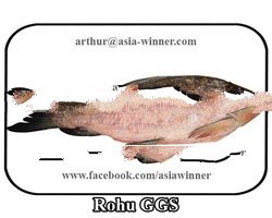 Rohu GGS (Labeo rohita)