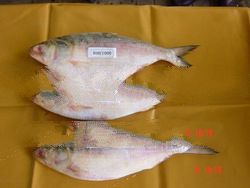 Frozen Hilsa ( Whole Round )