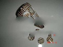 SPOT CONE Shell Button