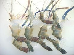 Fresh Water Prawn