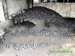 coco briquet charcoal