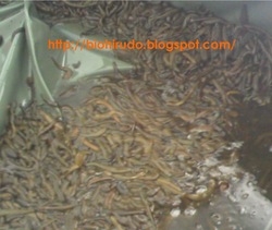  Dried Leech / Powder / Medicinal Leech