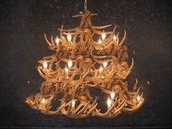 Whitetail Antler Chandelier