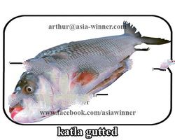 Katla Gutted (Catla catla)
