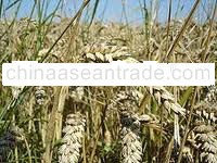 WHEAT GRAIN - MILLING / HARD RED / DURUM / SOFT WHITE