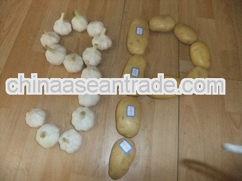 factory hot sale fresh cheap holland potato