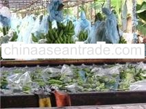 FRESH GREEN CAVENDISH BANANA