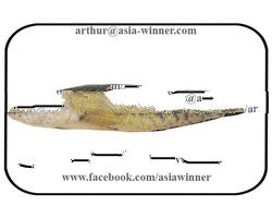 CHEVRON SNAKEHEAD - Channa striata