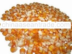 yellow corn