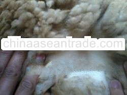 Greasy unwashed sheep wool