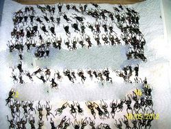 philippine curculionidae weevils beetles