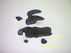 TURTLE STATUE LEATHER