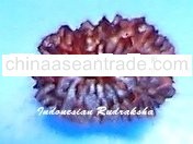 16 Mukhi Rudraksha Bead