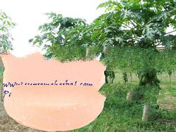 Natural Handmade Soap & Fruit Soap & Natural Papaya Soap