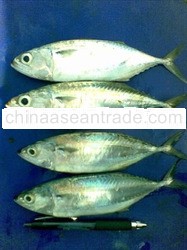 Mackerel
