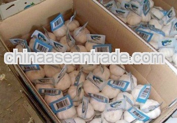 fresh chinese garlic 2013 new crop