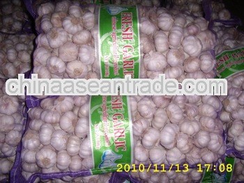 fresh garlic in cold storage new arrival