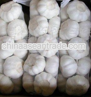 fresh garlic price in china