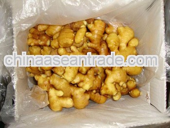 fresh ginger --- excellnt supplier
