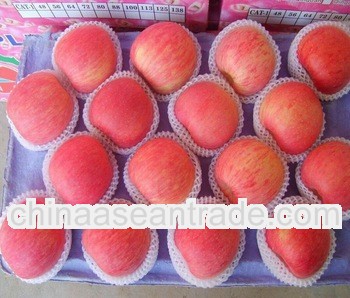 fresh new crop yantai delicious fuji apple