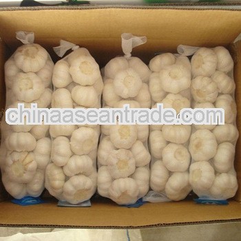 fresh normal white jinxiang Garlic (2013 new crop 5.5cm)