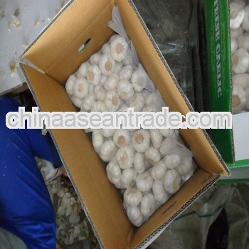fresh pure white garlic