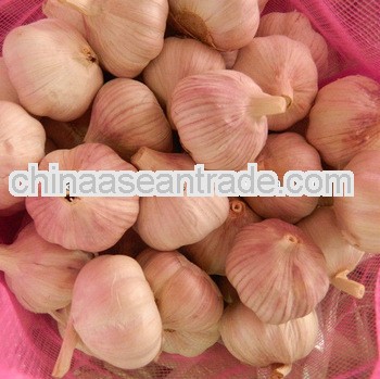 fresh red normal white garlic