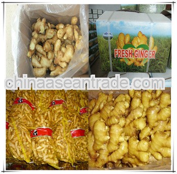 fresh vegetable,fresh ginger on www.alibaba.com