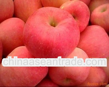 fresh yantai fuji apple famous in the world