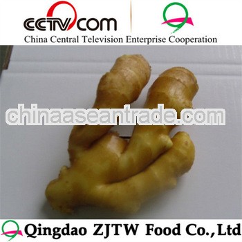fresh young ginger/laiwu fresh ginger
