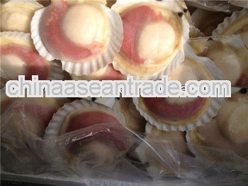 frozen bay scallop,hotatektai