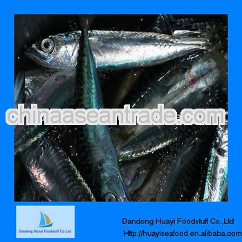 frozen mackerel fish benifits