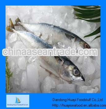 frozen mackerel fish for sale