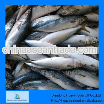 frozen mackerel(size:300-500)
