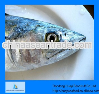frozen mackerel whole round