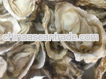 frozen oyster in the shell