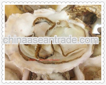 frozen oysters seafood Co.,Ltd