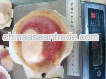 frozen raw half-shell scallop