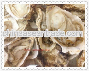 frozen seafood pacific oysters