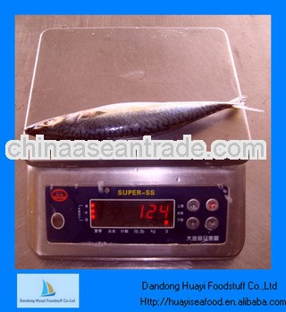 frozen whole pacific mackerel