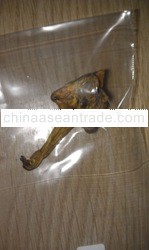 Crocodile Male Organ