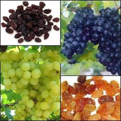 Grapes Fresh Fruit from Thailand 100%