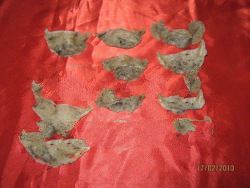 Aerodramus Fuciphagus (House Nest Swiftlet)