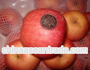 fuji apple with good tasting for exporting
