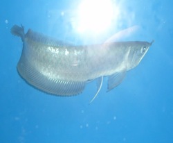 Silver Arowana