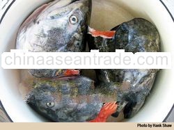 SALMON HEADS