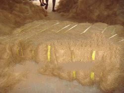 Coconut Fiber