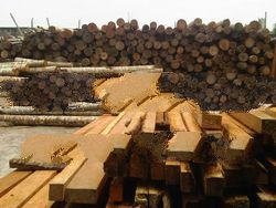 Coconut Sawn